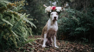 Photog Life Weekly Feature ~ 3/19/2019